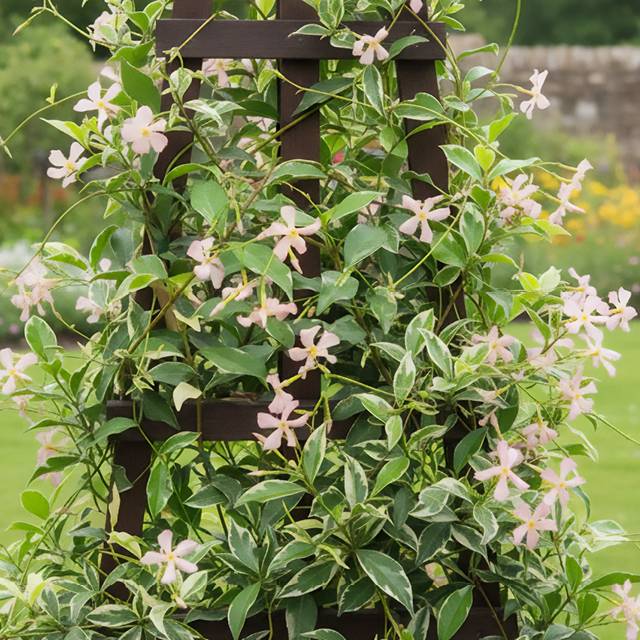 Jasmin étoilé ‘Star of Milano® lot de 3 godets