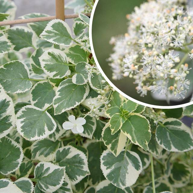 Plante - Hortensia grimpant "Silver Lining"