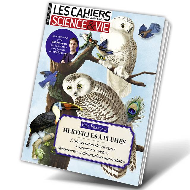 Merveilles à plumes