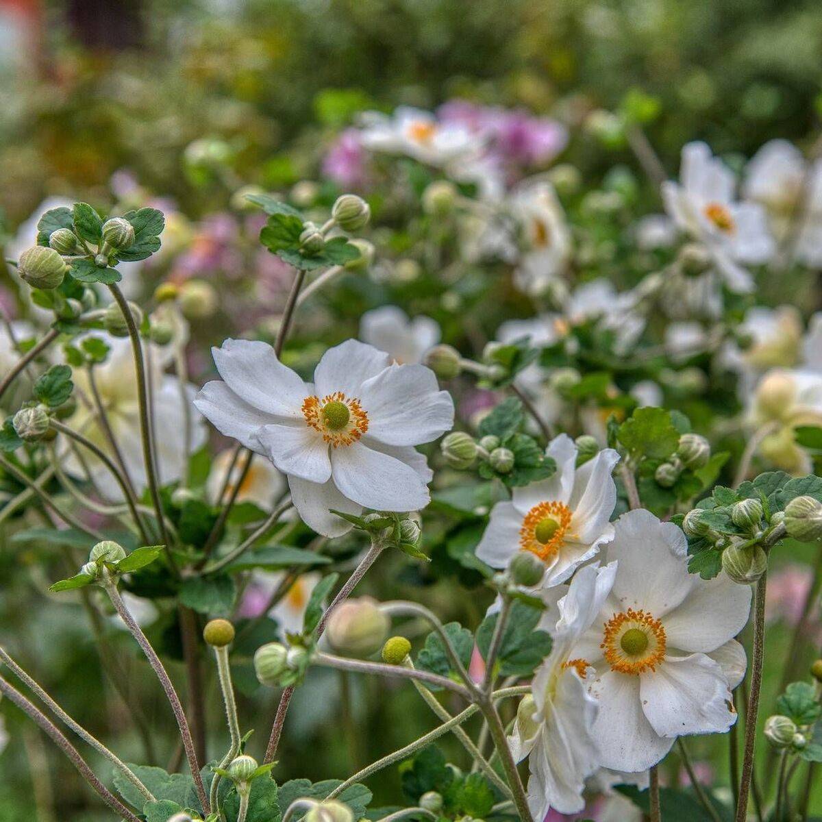 Anémone du Japon ‘Elfin Swan®’