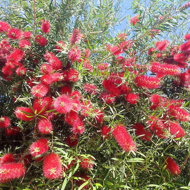 Plante - Callistemon  Hot Pink®