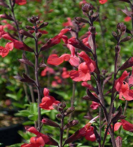 Salvia «Mirage » ‘Cherry Red’