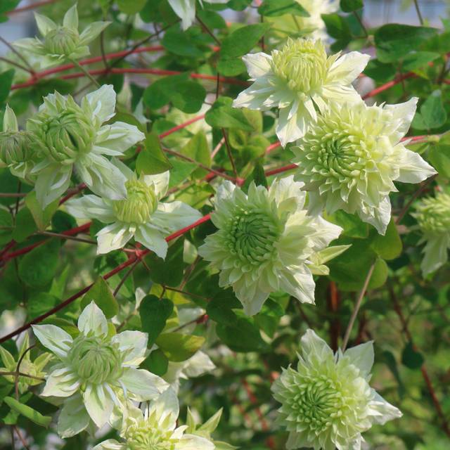 Plante - Clematite Manju