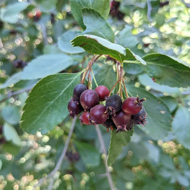 Plante - Amelanchier  'Northline'