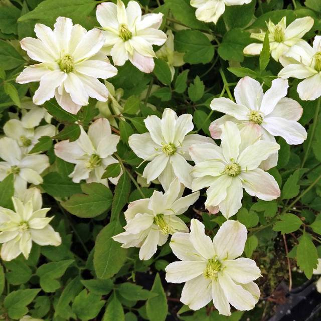 Plante - Clematite des montagnes 'White perfume'