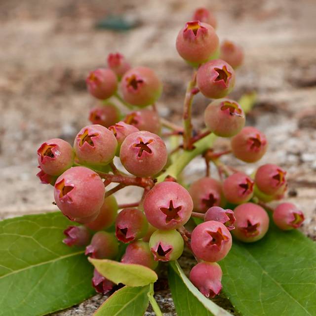 Plante- Myrtillier "Pink Lemonade"