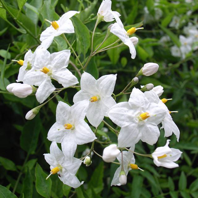 Plante - Morelle faux-jasmin "Alba"