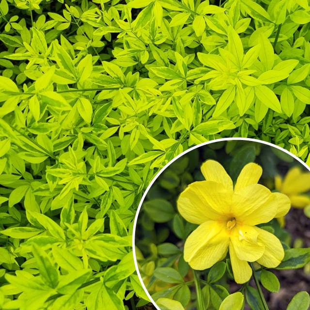 Lot de 2 plantes - Jasmin "Gold Touch"