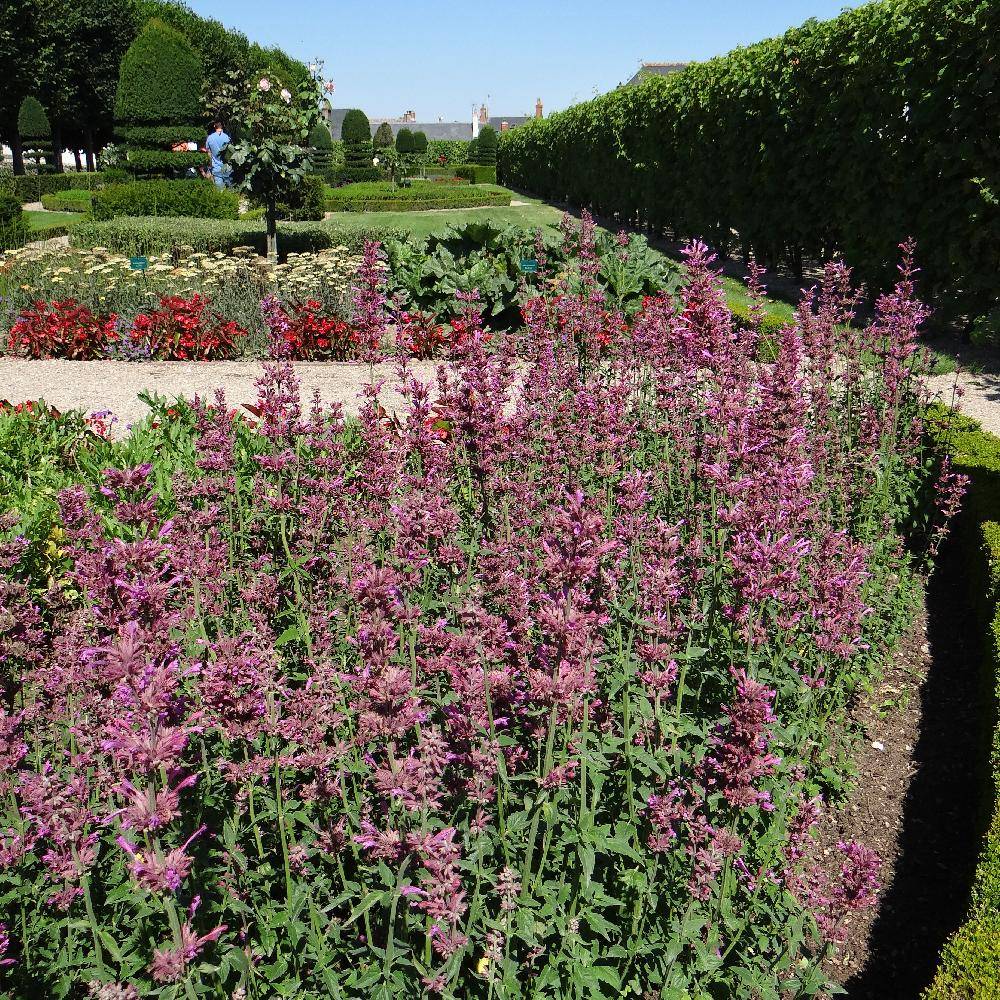 Lot de 2 Agastache ‘Red Fortune’®