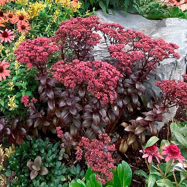 Plante - Sedum  Dark Magic®