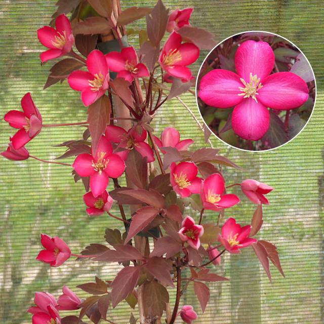 Plante – Clématite ‘Red Velvet Truffle’