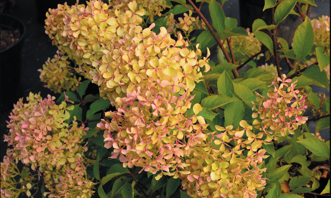 Plante Hydrangea paniculata Romantic