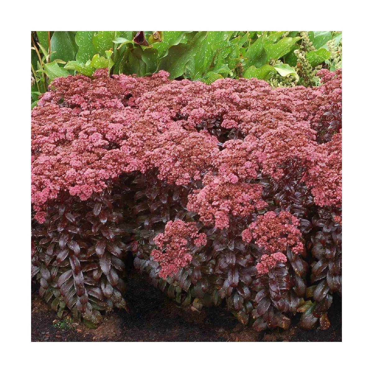 Orpin ‘Dark Magic’®