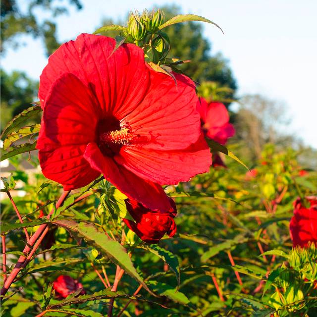 Plante - Hibiscus des marais Summerfic® My Valentine