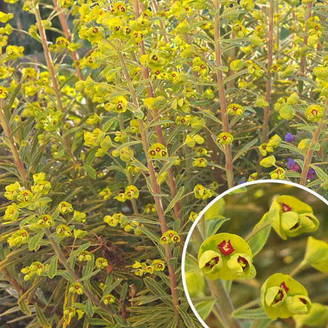 Plante - Euphorbe  Ascot Rainbow