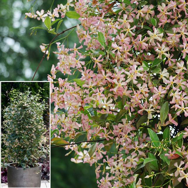 Lot de 2 plantes - Jasmin étoilé  ‘Star of Milano’