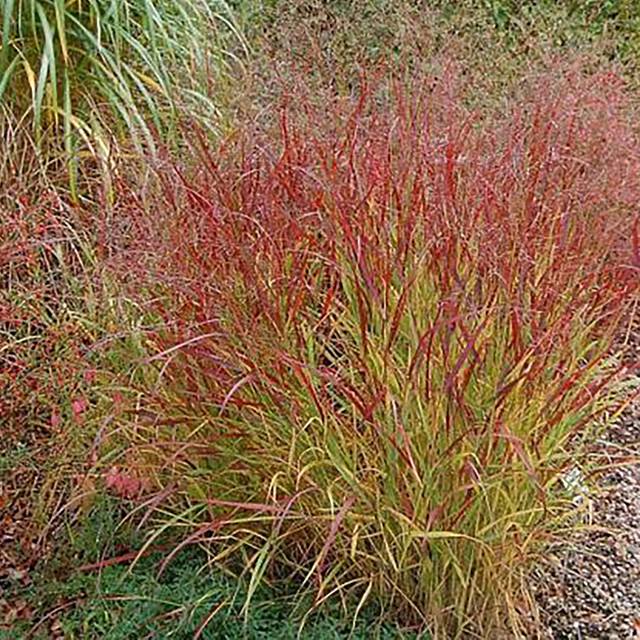 Panic érigé ‘Rehbraun’