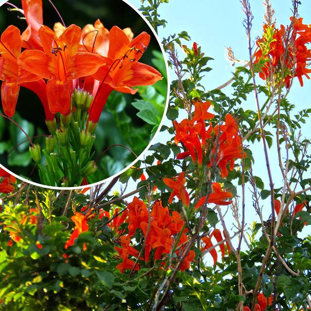 Plante - Bignone du Cap