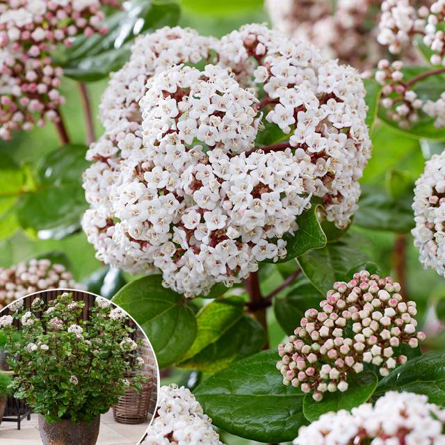 Laurier-tin ‘Rock'n Rolla’