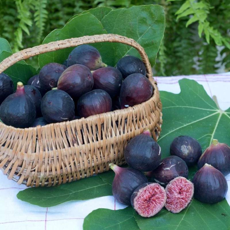 Plante - Figuier nain Figality®