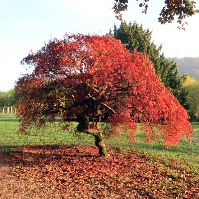 Plante - Erable du Japon 'Crimson Queen'