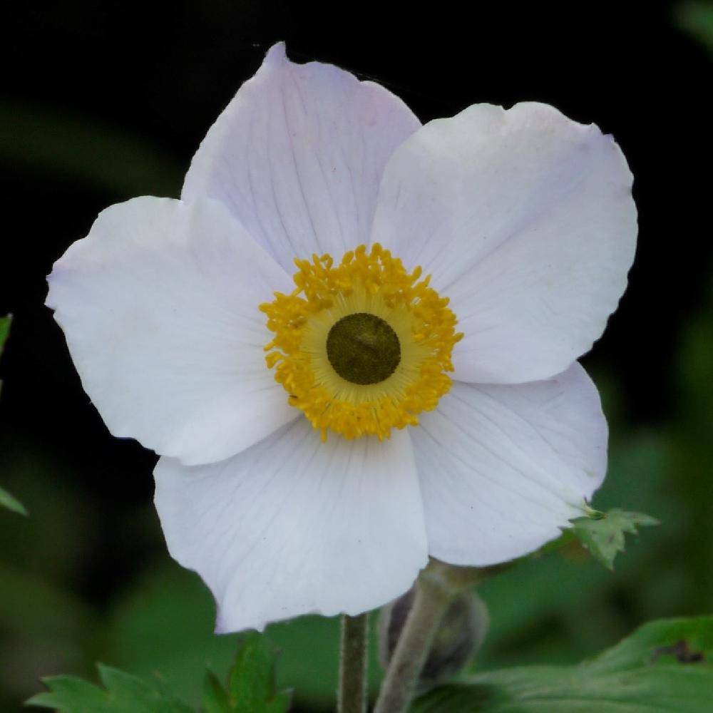 Lot de 2 anémones du Japon ‘Elfin Swan®’