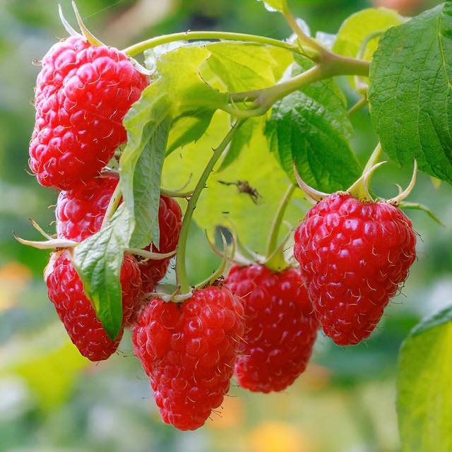 Framboisier ‘Frambélise'