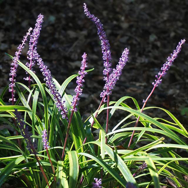Liriope  muscari  'Royal Purple'