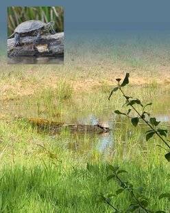 Mission Patrimoine 18 UN ROYAUME POUR LES TORTUES DANS L'ALLIER