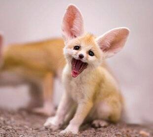 Mon petit Science & Vie avec Nano 46 Le fennec (ou renard des sables)