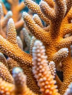 Mon petit Science & Vie avec Nano 46 Du corail