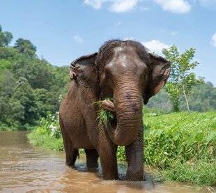 Mon petit Science & Vie avec Nano 48 L'éléphant d'Asie