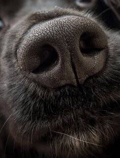 Mon petit Science & Vie avec Nano 49 La truffe d'un chien