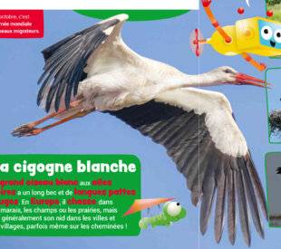 Mon petit Science & Vie avec Nano 50 La cigogne blanche