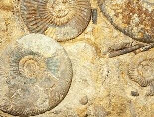 Mon petit Science & Vie avec Nano 50 Des fossiles d’ammonites