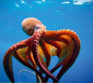 Mon petit Science & Vie avec Nano 52 Drôle de BESTIOLE