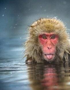 Mon petit Science & Vie avec Nano 53 Le macaque japonais