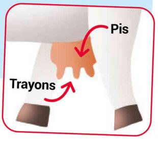 Mon petit Science & Vie avec Nano 54 Dis-moi Nano ?