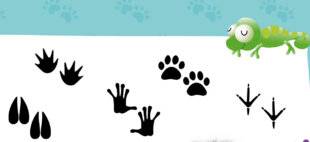 Mon petit Science & Vie avec Nano 55 Quels animaux font partie de la même famille que les chats ?