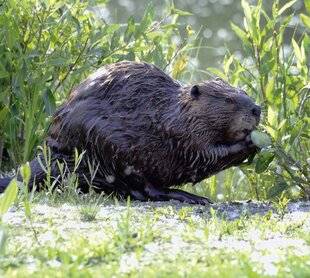 Mon petit Science & Vie avec Nano 56 Le castor