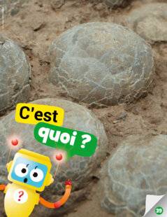 Mon petit Science & Vie avec Nano 56 Des œufs de dinosaures fossilisés