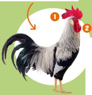 Mon petit Science & Vie avec Nano 57 Coucou les poussins !
