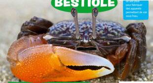 Mon petit Science & Vie avec Nano 60 Le crabe violoniste des sables