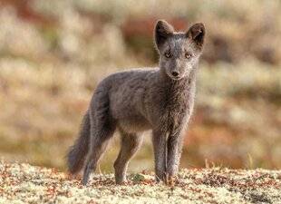 Mon Petit Psychologies 10 Je suis un renard tout gris... ... mais je change de couleur en hiver !