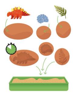 Mon Petit Science & Vie Histoire 9 Ta fouille de fossiles