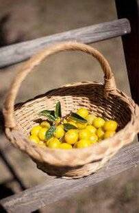 Closer 1052 Je cuisine avec… des mirabelles de Lorraine IGP