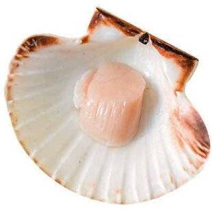 Closer 1074 DES COQUILLES SAINT-JACQUES