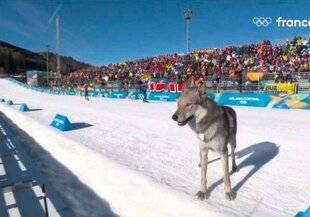 Closer 1081 Médaille de Médor