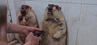 Closer 1089 Manucure virale