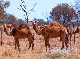 Closer 762 En Australie, des tireurs abattent plus de 5 000 dromadaires sauvages